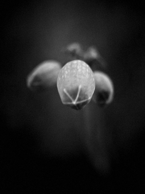 Enterlude