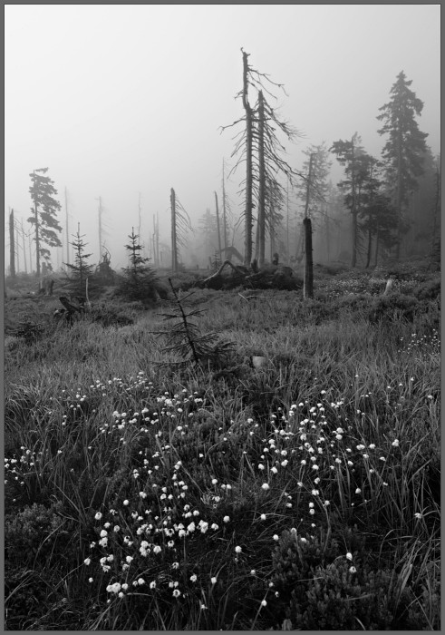 Černohorské rašeliniště II