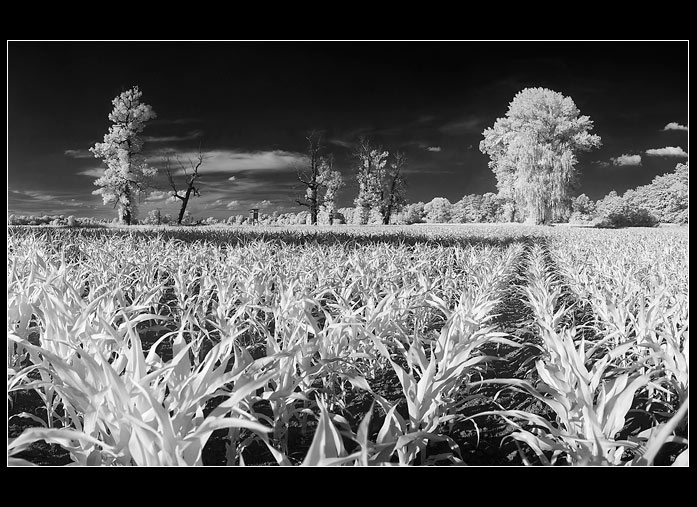 IR krajinka
