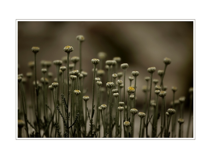 Jen takový normální kytky