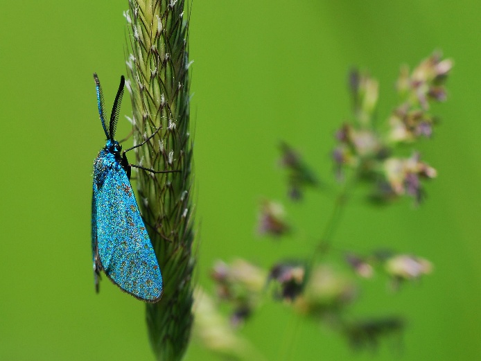 zelenáček šťovíkový