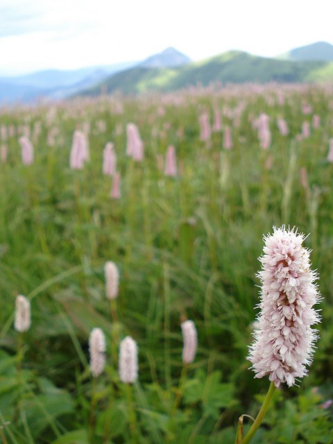 Slovenský Chleb narůžovo
