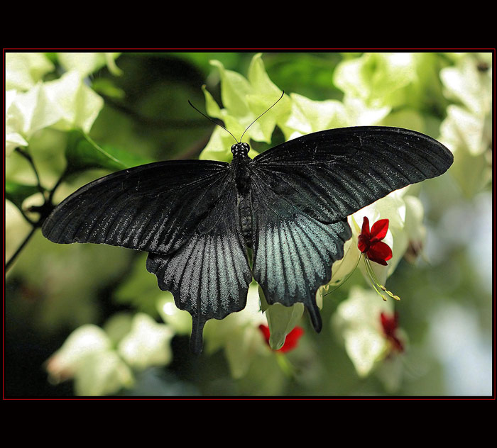 Motýlik VII
