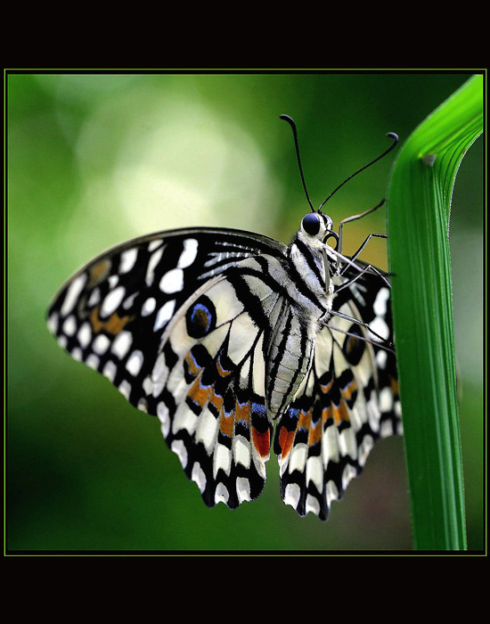 Motýlik VIII