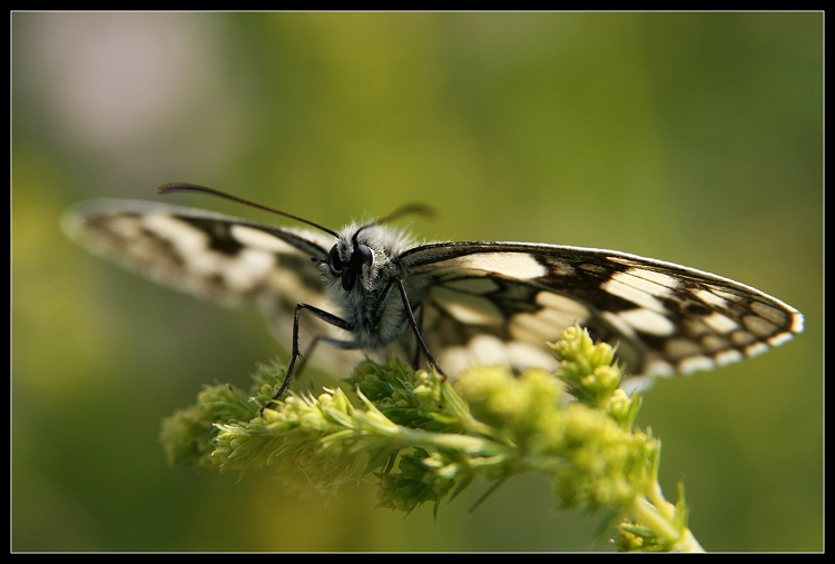 Očkáň od Váhu...