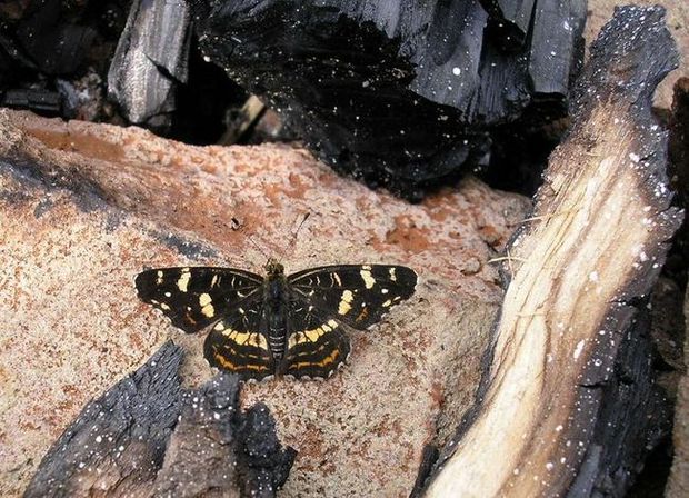 Motýľ II.