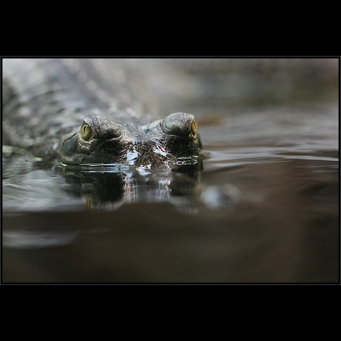 Pohled predátora II.