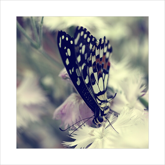 *** Krása motýlích křídel ***