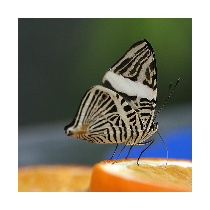 *** Krása motýlích křídel II. ***