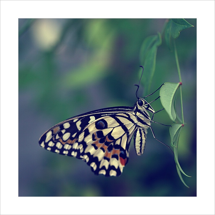 *** Krása motýlích křídel III. ***