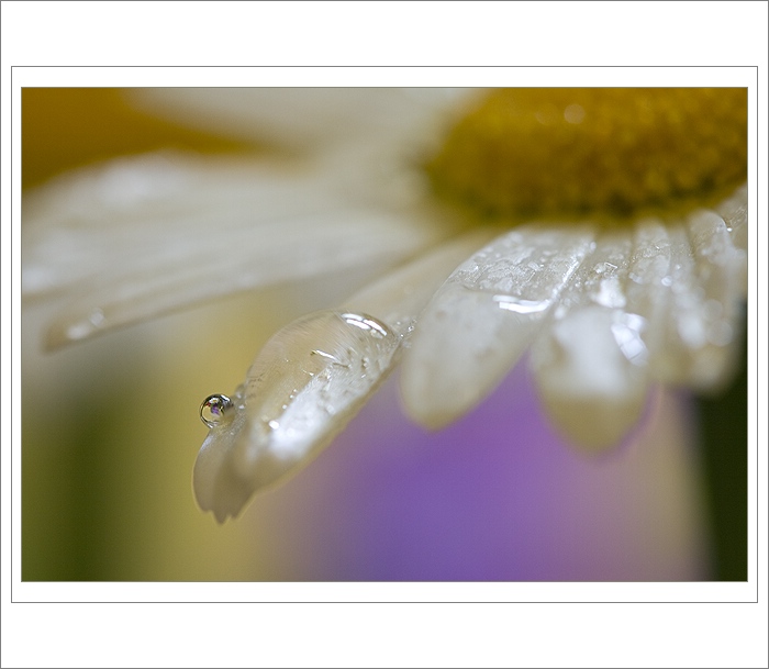 *** Kopretinovka III. ***