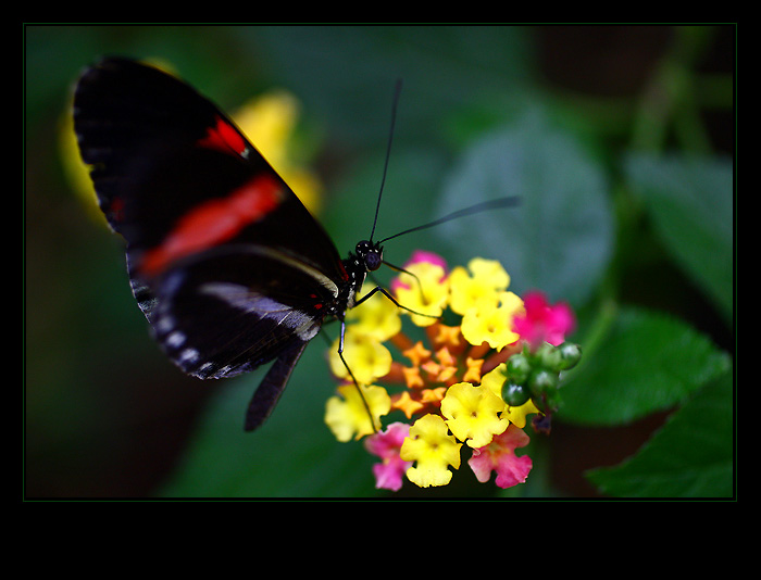 ... to je ale dobrota ...