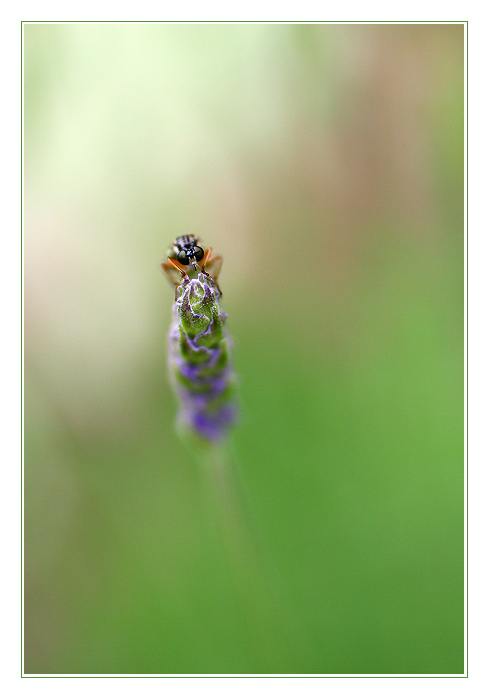 ...sedim na kvetu a je mi dobre ...