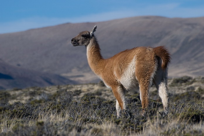 La Reina de Patagonia