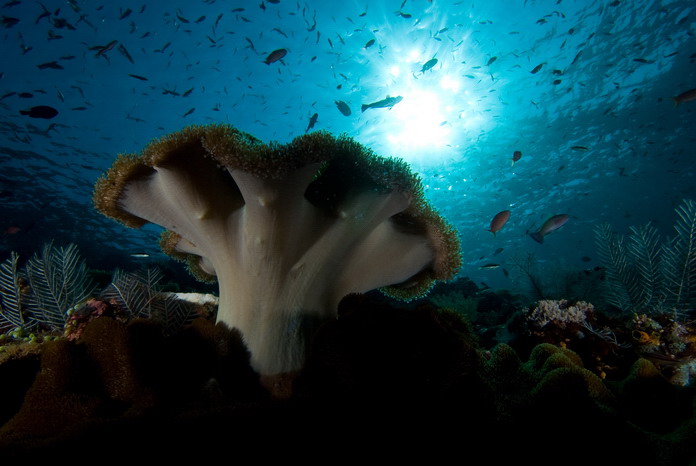Sea garden
