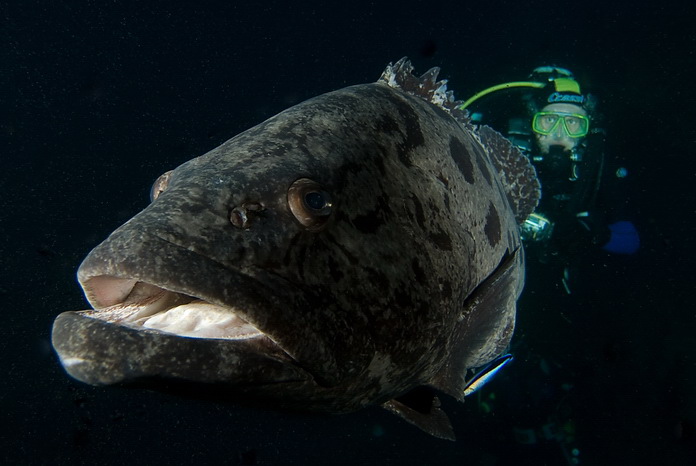 Grouper