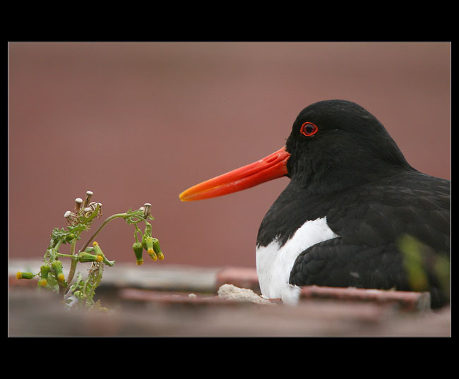 Ústřičník velký