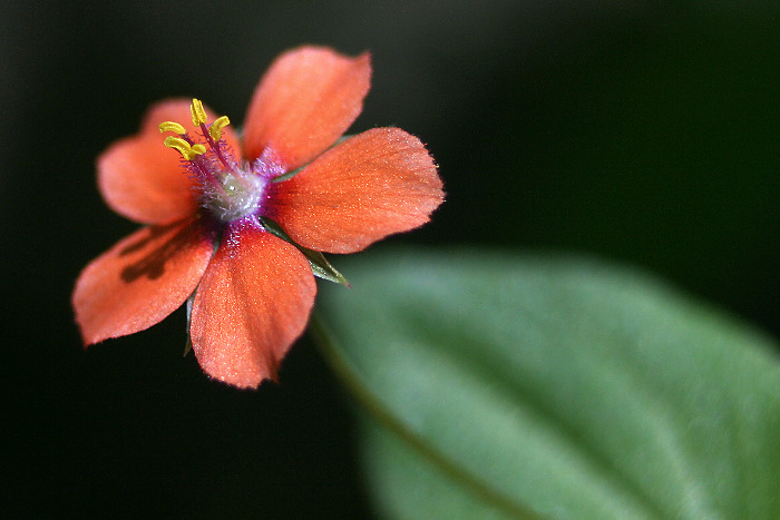 Zdenkám k svátku...