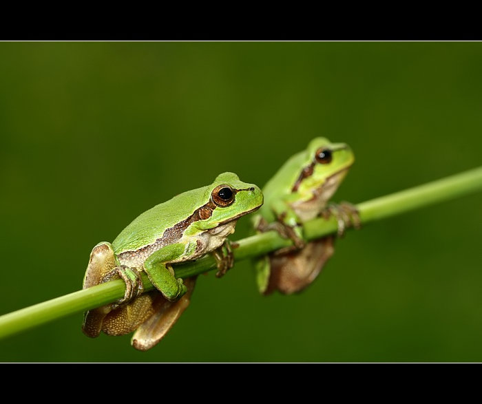 Polanecké rosničky