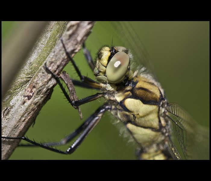 Vážka černořitná (Orthetrum cancellatum)