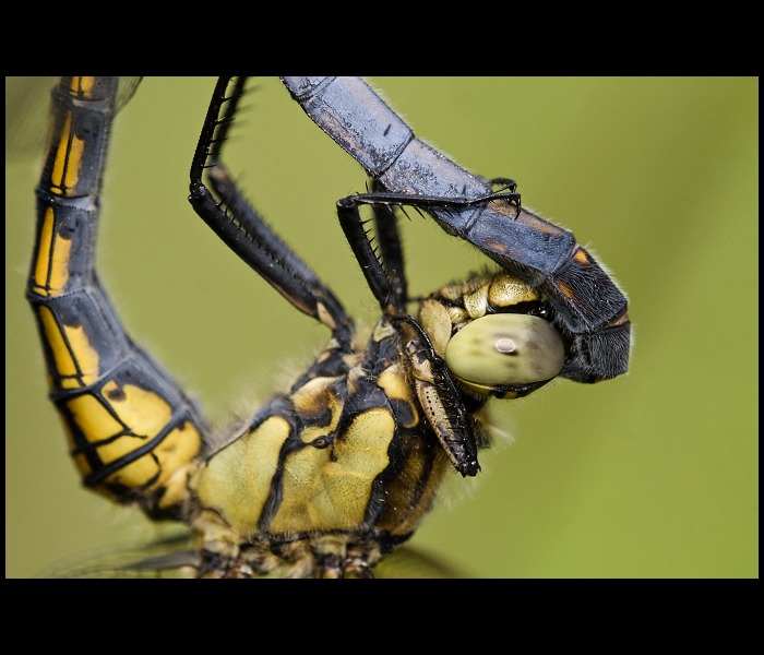  Orthetrum cancellatum