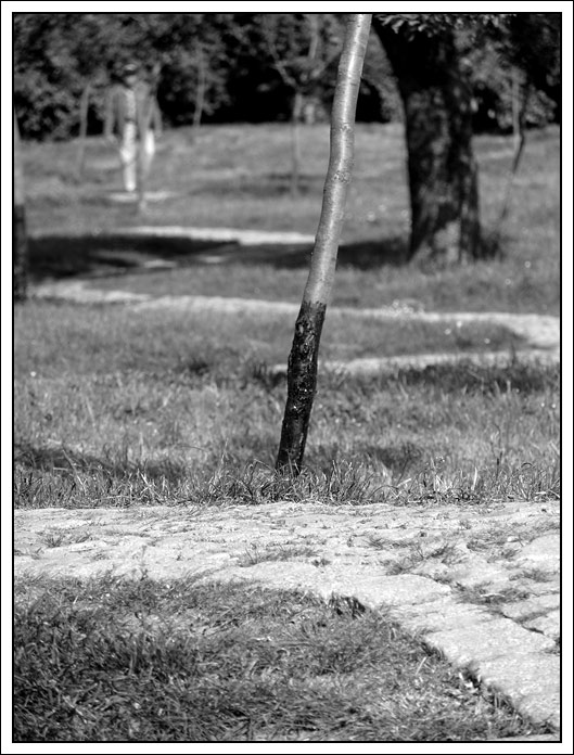 Klukata cesticka zivotom