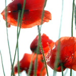 .: ČERVENÁNÍ II. :.