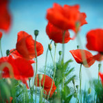 .: ČERVENÁNÍ III. :.