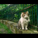 v zahradách Montmartru