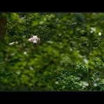 čekání na Karkulku