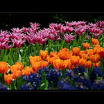 Keukenhof