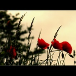 Klasická polní paní