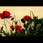 Klasické polní paní II.