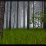 Fog 2