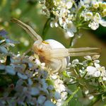 Běžník kopretinový