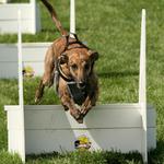 Flyball