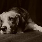 najdi si modelku a se mnou pojď raději do lesa :)