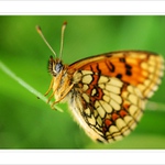 Melitaea athalia