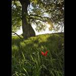 ...David a Goliáš...