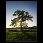 ...Strom s Duší...