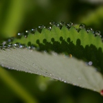 Rosa nebo veslice ? ? ?