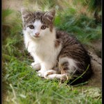 Kote