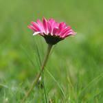 obyčejná, ale první...