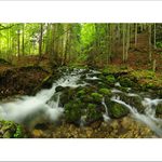 Lesný potok