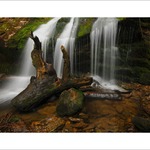 Bayerischer Wald II
