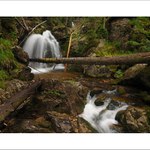 Bayerischer Wald III