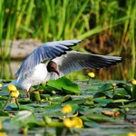 Racek chechtavý a stulíky