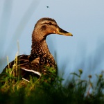 Čekání na ranní slunce....