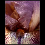 Ježatková s tváří ...