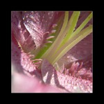 Za růžové sny se platí...